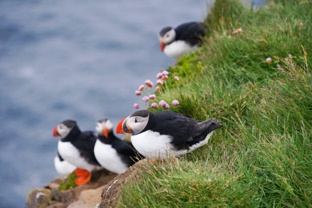 istock Atlantic Puffin in Latrabjarg cliffs, Iceland. 824819826