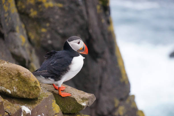istock Atlantic Puffin in Latrabjarg cliffs, Iceland. 824819846