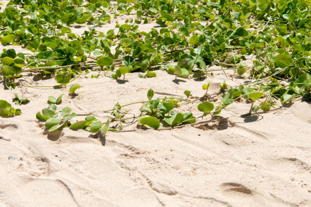 istock beach morning glory, goat's foot creeper 824820686