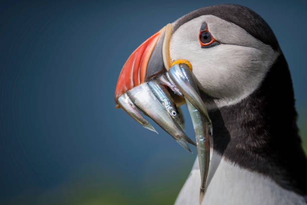 puffin - best of zdjęcia i obrazy z banku zdjęć