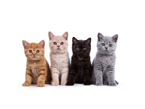 Row of four British Shorthair cats / kittens sitting isolated on white background facing camera