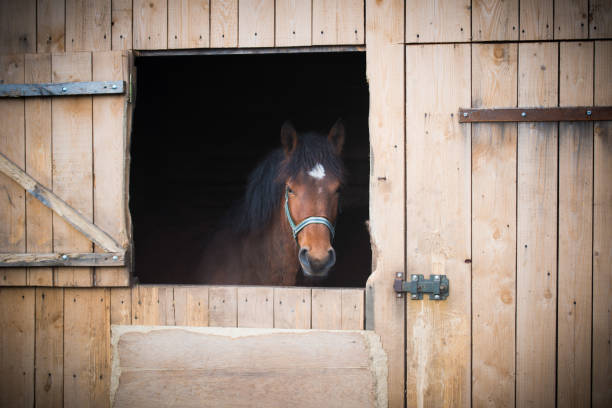 istock Portrait of a horse 824825030