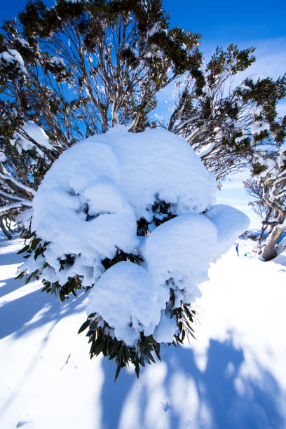 Snowy mountain trees in Perisher NSW, Australia