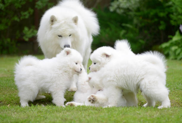 istock Samoyed dog and puppies 824830934