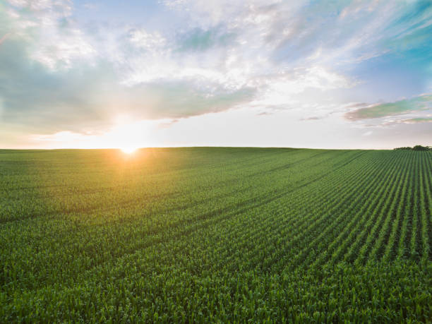 istock aerial view of a beautiful sunset over green  corn fields - agricultural fields 824831610