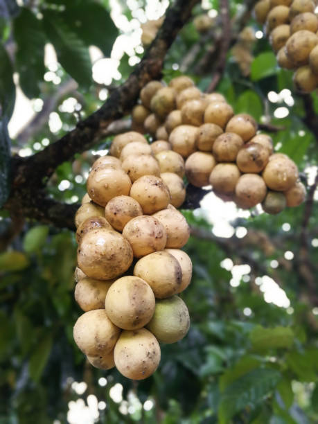 istock Background in the farm, southern langsat 824831808