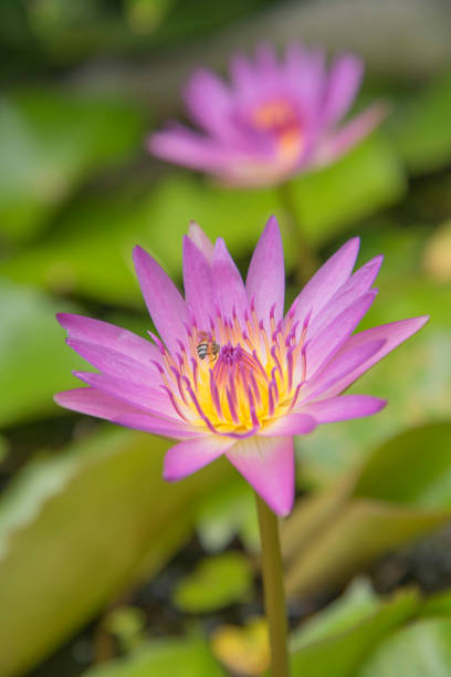 istock Pink lotus nature pink 824831828