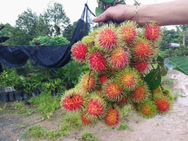 istock Green rambutan on red, fruit farm 824831838