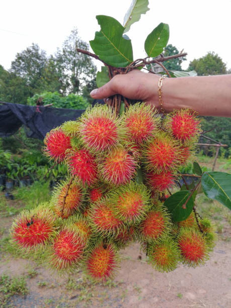 istock Green rambutan on red, fruit farm 824831868