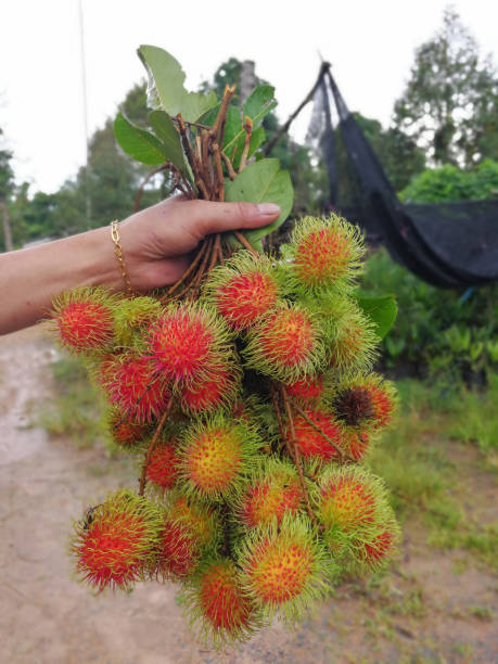 istock Green rambutan on red, fruit farm 824831900