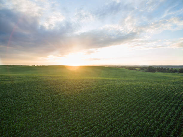 istock aerial view of a beautiful sunset over green  corn fields - agricultural fields 824831958