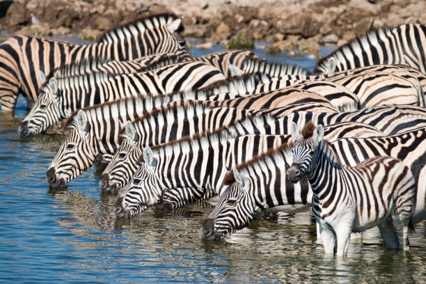 istock Zebras drinking at a waterhole in Etosha National Park, Namibia 824831968