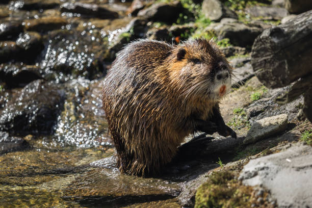 istock A beaver by the water 824833026