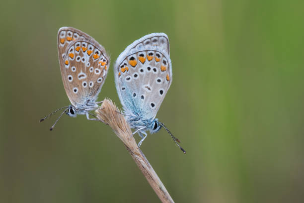 istock Beautiful nature scene with butterfly. 824833226