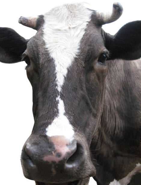 istock Black-and-white cow on the white background 824840726