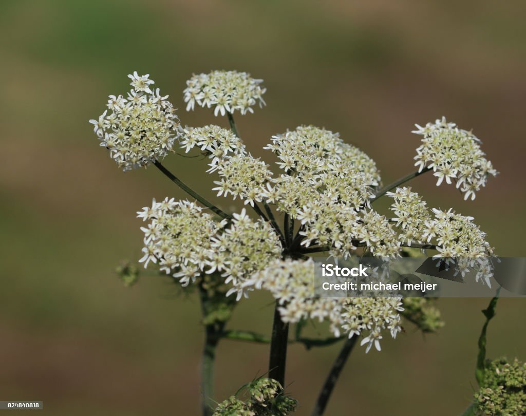 cow parsley (Anthriscus sylvestris) close up of cow parsley Animal Wildlife Stock Photo