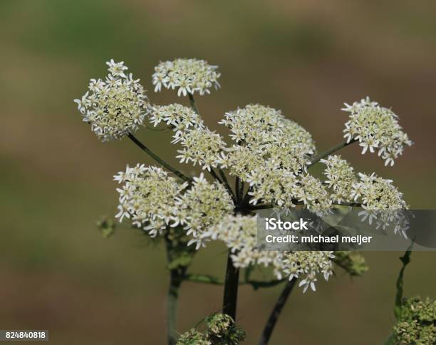 Cow Parsley Stock Photo - Download Image Now - Animal Wildlife, Apiaceae, Beauty