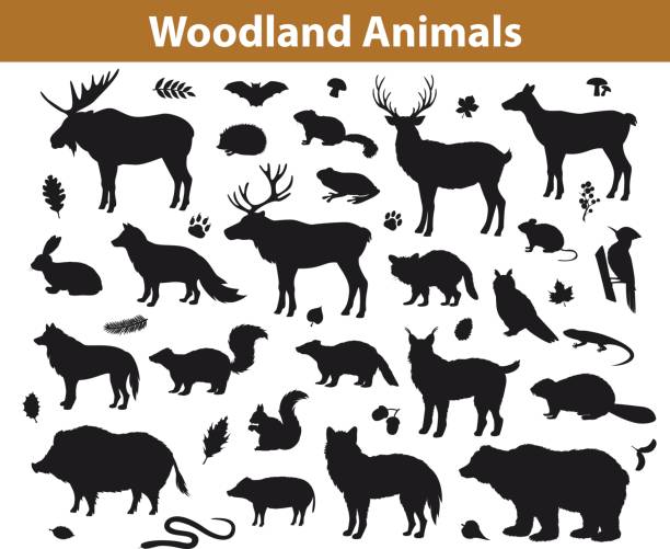 woodland wald silhouetten tiersammlung einschließlich hirsch, bär, eule, wildschwein, luchs, eichhörnchen, specht, dachs, biber, stinktier, igel - stag deer doe cartoon stock-grafiken, -clipart, -cartoons und -symbole