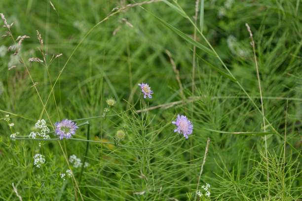 istock Abstract background of meadow grasses 824841182