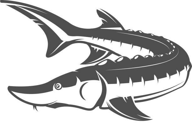 Fresh seafood. Sturgeon icon on white background. Design element for label, emblem, sign. Vector illustration Fresh seafood. Sturgeon icon on white background. Design element for label, emblem, sign. Vector illustration sturgeon fish stock illustrations