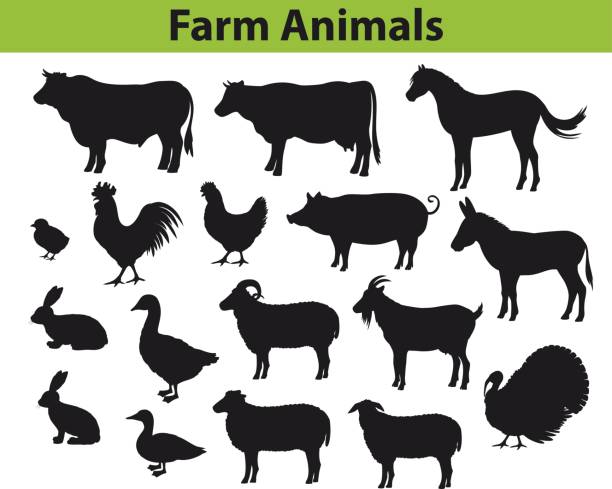 Farm animals silhouettes collection with cow, bull, horse, hen, chicken, rooster, pig, goat, sheeps, ducks, turkey, rabbits, donkey and goose Farm animals silhouettes collection with cow, bull, horse, hen, chicken, rooster, pig, goat, sheeps, ducks, turkey, rabbits, donkey and goose sheep stock illustrations