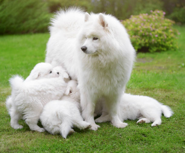 istock Samoyed dog and puppies 824841462