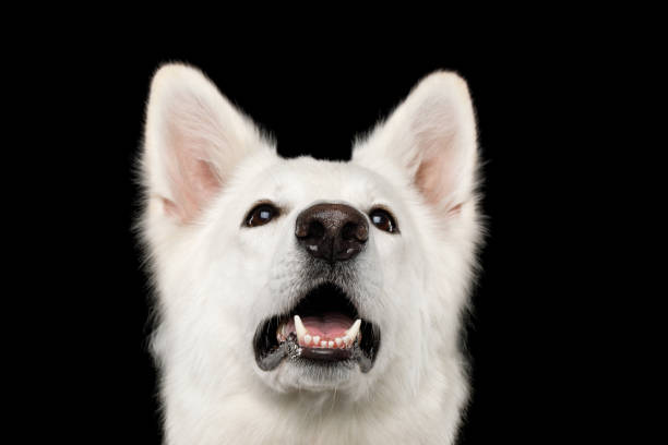 istock Swiss Shepherd dog on Isolated Black Background 824841890