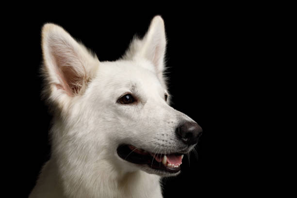 istock Swiss Shepherd dog on Isolated Black Background 824841968