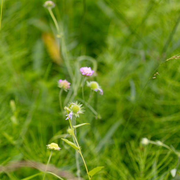 istock Abstract background of meadow grasses 824842002