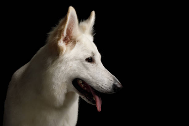 istock Swiss Shepherd dog on Isolated Black Background 824842046