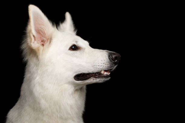 istock Swiss Shepherd dog on Isolated Black Background 824842190