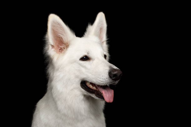 istock Swiss Shepherd dog on Isolated Black Background 824842248