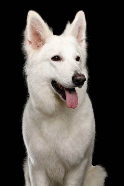 istock Swiss Shepherd dog on Isolated Black Background 824842370