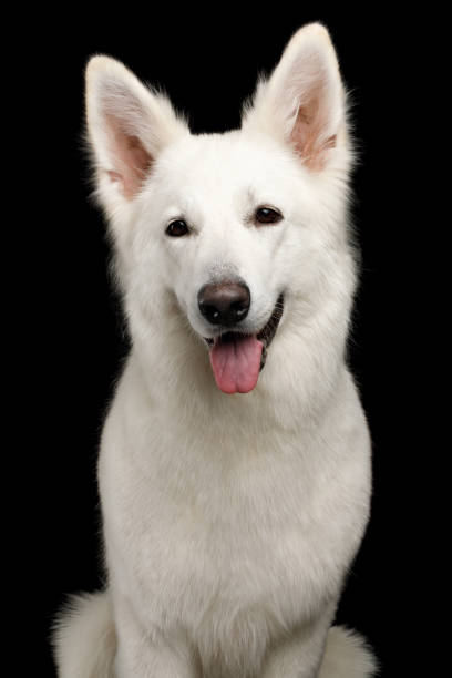 istock Swiss Shepherd dog on Isolated Black Background 824842450