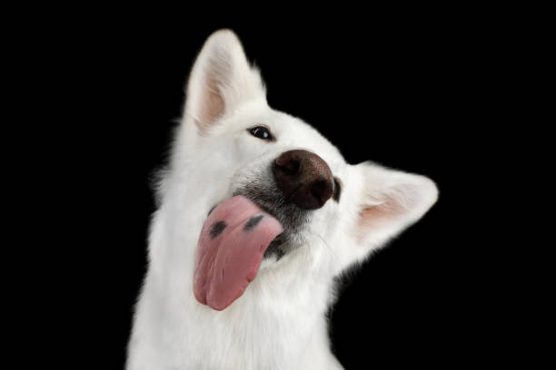 cane pastore svizzero su sfondo nero isolato - licking foto e immagini stock