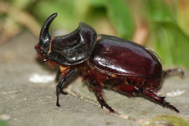 escarabat rinoceront (oryctes nasicornis) - nasicornis stock-fotos und bilder