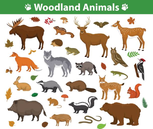 illustrazioni stock, clip art, cartoni animati e icone di tendenza di collezione di animali della foresta boschiva tra cui cervo, orso, gufo, cinghiale, lince, scoiattolo, picchio, tasso, castoro, puzzola, riccio - capriolo