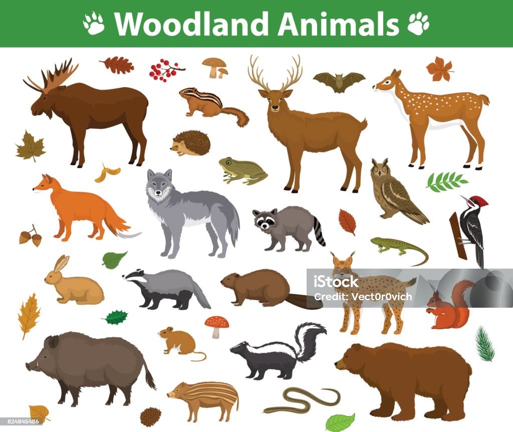 Woodland skogen djur samling inklusive rådjur, Björn, uggla, vildsvin, lodjur, ekorre, hackspett, grävling, bäver, skunk, igelkott - Royaltyfri Vektor vektorgrafik