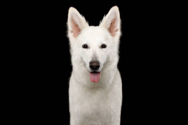 istock Swiss Shepherd dog on Isolated Black Background 824845638