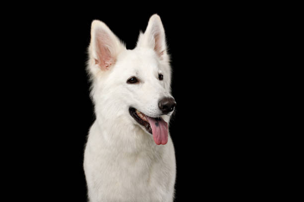 istock Swiss Shepherd dog on Isolated Black Background 824845736