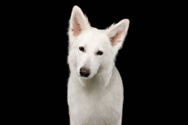 istock Swiss Shepherd dog on Isolated Black Background 824845814