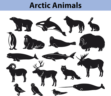Polar arctic animals collection