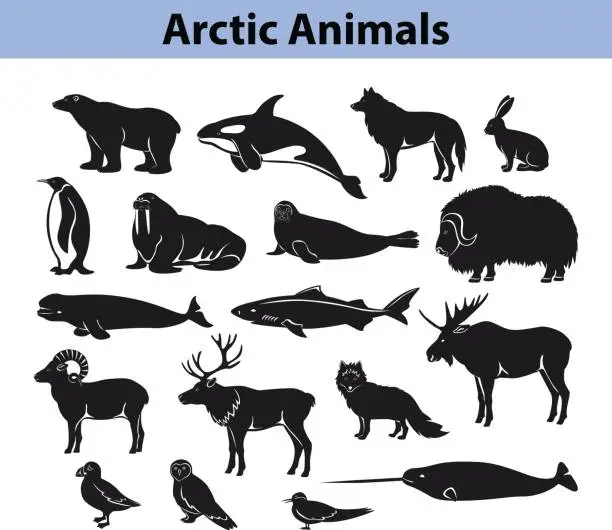 Vector illustration of Polar arctic animals silhouettes collection