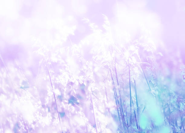 istock Grass flower in morning  fog spring background 824846444