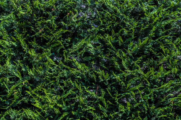 Pen Tree Textures 131,400+ Pine Tree Textures Stock Photos, Pictures & Royalty-Free ...