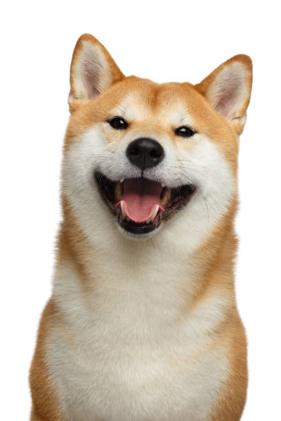 Red Shiba inu Dog on Isolated White Background Cute Portrait of Smiling Shiba inu Dog on Isolated White Background, Front view shiba inu photos stock pictures, royalty-free photos & images