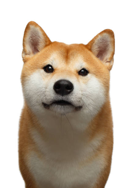 istock Red Shiba inu Dog on Isolated White Background 824846694