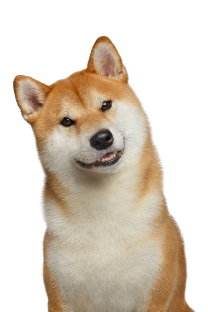 istock Red Shiba inu Dog on Isolated White Background 824846734