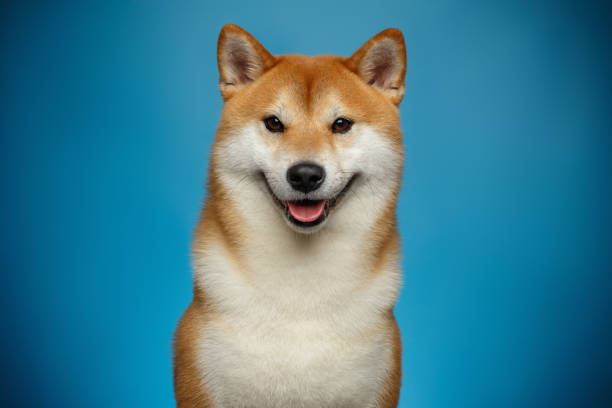 赤柴犬犬青の背景に - 柴犬 ストックフォトと画像