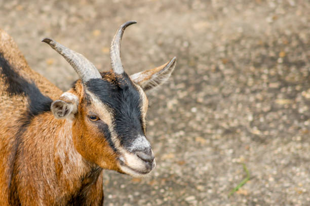 istock Portrait of young brown goat 824849756